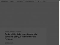 Bild zum Artikel: Tapfere Hündin im Kampf gegen die Blindheit: Bondjuk sucht ein neues Zuhause