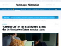 Bild zum Artikel: 'Campus Cat' ist tot: Das bewegte Leben von Augsburgs berühmtestem Kater