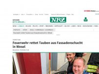 Bild zum Artikel: Tierrettung: Feuerwehr rettet Tauben aus Fassadenschacht in Wesel