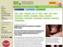 Bild zum Artikel: Abgebissene Ohren und Abszesse: Schweine leiden weiter!