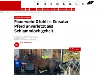 Bild zum Artikel: Tierrettung gelungen - Feuerwehr im Einsatz: Pferd unverletzt aus Schlammloch geholt