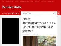 Bild zum Artikel: Erstes Totenkopfaffenbaby seit 2 Jahren im Bergzoo Halle geboren