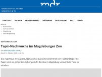 Bild zum Artikel: Zoo Magdeburg: Tapire haben Nachwuchs