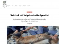 Bild zum Artikel: Steinbock mit Steigeisen im Maul gerettet