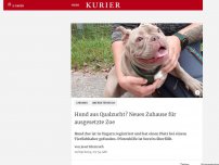 Bild zum Artikel: Hund aus Qualzucht? Neues Zuhause für ausgesetzte Zoe