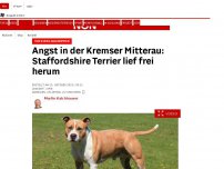Bild zum Artikel: Tier wurde abgenommen - Angst in der Mitterau: Staffordshire Terrier lief frei herum
