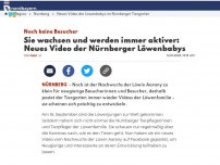 Bild zum Artikel: Sie wachsen und werden immer aktiver: Neues Video der Nürnberger Löwenbabys