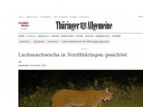 Bild zum Artikel: Luchsnachwuchs in Nordthüringen gesichtet