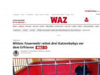 Bild zum Artikel: Tierschutz: Witten: Feuerwehr rettet drei Katzenbabys vor dem Erfrieren