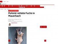 Bild zum Artikel: Tier steckte in Zaun fest - Polizist rettete Fuchs in Mauerbach