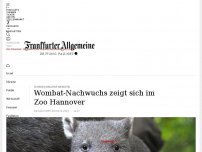 Bild zum Artikel: Wombat-Nachwuchs zeigt sich im Zoo Hannover