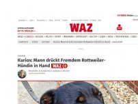 Bild zum Artikel: Tierheim: Bottrop: Rottweiler-Hündin einfach in die Hand gedrückt