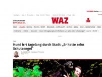 Bild zum Artikel: Tiere: Hund irrt tagelang durch Stadt: „Er hatte zehn Schutzengel“