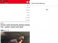 Bild zum Artikel: Kurios - Immer mehr Deutsche sichten seltsames Tier - weder Fuchs noch Wolf