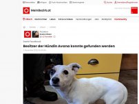 Bild zum Artikel: Besitzer der Hündin Avana konnte gefunden werden