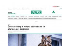 Bild zum Artikel: Natur: Überraschung in Moers: Seltene Eule im Wohngebiet gesichtet