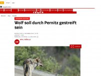 Bild zum Artikel: Pernitz - Wolf soll erneut durch Ortsgebiet gestreift sein
