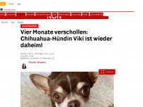 Bild zum Artikel: Klosterneuburg - Vier Monate verschollen: Chihuahua-Hündin Viki ist wieder daheim!