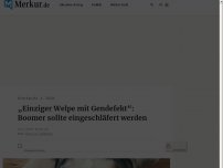 Bild zum Artikel: „Einziger Welpe mit Gendefekt“: Boomer sollte eingeschläfert werden