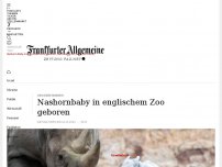 Bild zum Artikel: Nashornbaby in englischem Zoo geboren