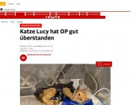 Bild zum Artikel: Tierheim Dechanthof - Katze Lucy hat OP gut überstanden