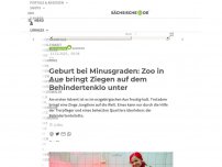 Bild zum Artikel: Geburt bei Minusgraden: Zoo in Aue bringt Ziegen im Behindertenklo unter