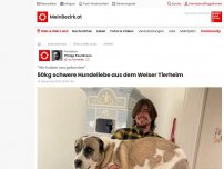 Bild zum Artikel: 50kg Alabai findet Herrchen im Welser Tierheim