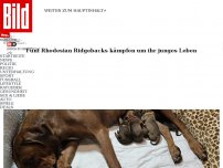 Bild zum Artikel: Sie kämpfen um ihr Leben - Ammen-Hündin rettet ausgesetzte Welpen