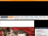 Bild zum Artikel: Dehydriert, untergewichtig, Schädel deformiert: Ylvi, eine Katze ohne Glück