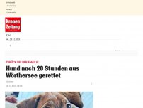 Bild zum Artikel: Hund Yeni war fast 20 Stunden im eiskalten Wasser