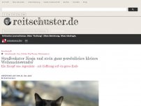 Bild zum Artikel: Straßenkater Kusja und mein ganz persönliches kleines Weihnachtswunder