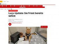 Bild zum Artikel: Tierheim Dechanthof - Lucy-Update: Sie frisst bereits selbst