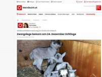 Bild zum Artikel: Zwergziege bekam am Heiligen Abend Drillinge