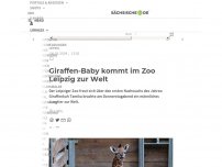 Bild zum Artikel: Giraffen-Baby kommt im Zoo Leipzig zur Welt