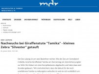 Bild zum Artikel: Nachwuchs bei Giraffenstute 'Tamika' - kleines Zebra 'Silvester' getauft