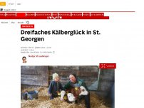 Bild zum Artikel: Nachwuchs - Dreifaches Kälberglück in St. Georgen