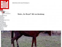 Bild zum Artikel: „So Royal“ litt wochenlang - Star-Rennpferd in Deutschland verhungert!