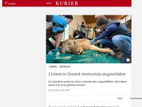 Bild zum Artikel: 2 Löwen in Tierwelt Herberstein eingeschläfert