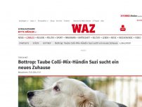 Bild zum Artikel: Tier in Not: Tierheim Bottrop: Taube Hündin Suzi sucht eine neue Familie