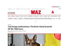 Bild zum Artikel: Tierheim: Tod knapp entkommen: Tierheim-Hund braucht OP für 7500 Euro