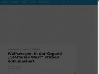 Bild zum Artikel: Wolfswelpen in der Gegend „Staffelsee West“ offiziell dokumentiert