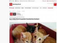 Bild zum Artikel: Gut Aiderbichl kastriert kostenlos Katzen