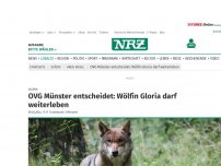 Bild zum Artikel: Gloria: OVG Münster entscheidet: Wölfin Gloria darf weiter leben
