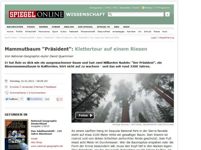 Bild zum Artikel: Mammutbaum 'Präsident': Klettertour auf einem Riesen