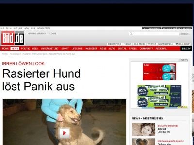 Bild zum Artikel: Irrer Löwen-Look - Rasierter Hund löst Panik aus