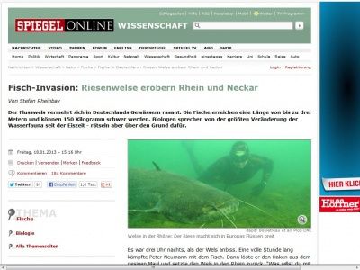 Bild zum Artikel: Fisch-Invasion: Riesenwelse erobern Rhein und Neckar