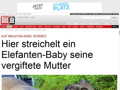 Bild zum Artikel: Auf Malaysia-Insel Borneo - Baby-Elefant streichelt seine vergiftete Mutter