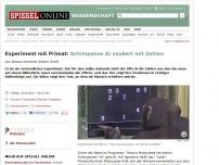 Bild zum Artikel: Experiment mit Primat: Schimpanse Ai zaubert mit Zahlen