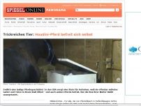 Bild zum Artikel: Trickreiches Tier: Houdini-Pferd befreit sich selbst