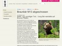 Bild zum Artikel: Braunbär M13 abgeschossen